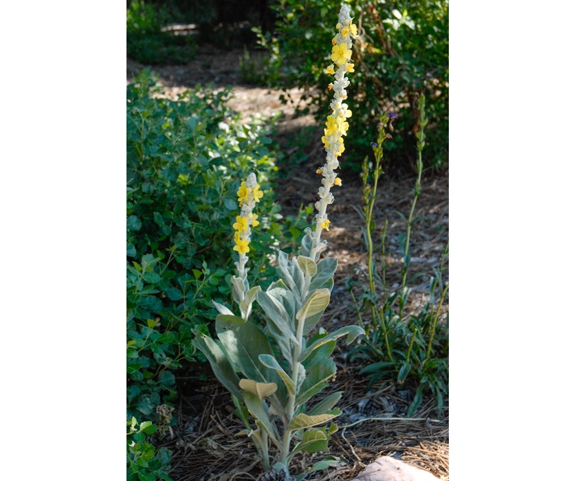 Arctic Summer Mullein
